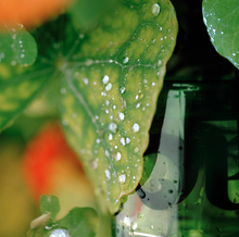 Load image into Gallery viewer, VYRAO - I AM VERDANT - 30ML